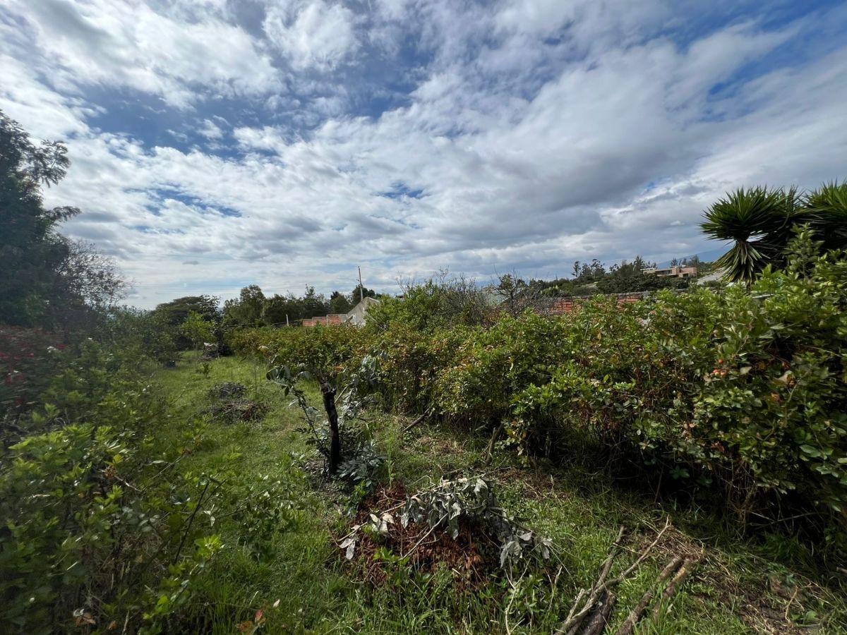Vendo Lindo Terreno Independiente en Puembo, Muy Cerca a Plazas y a La Carretera con Pequeña Cabañ — imagen 3