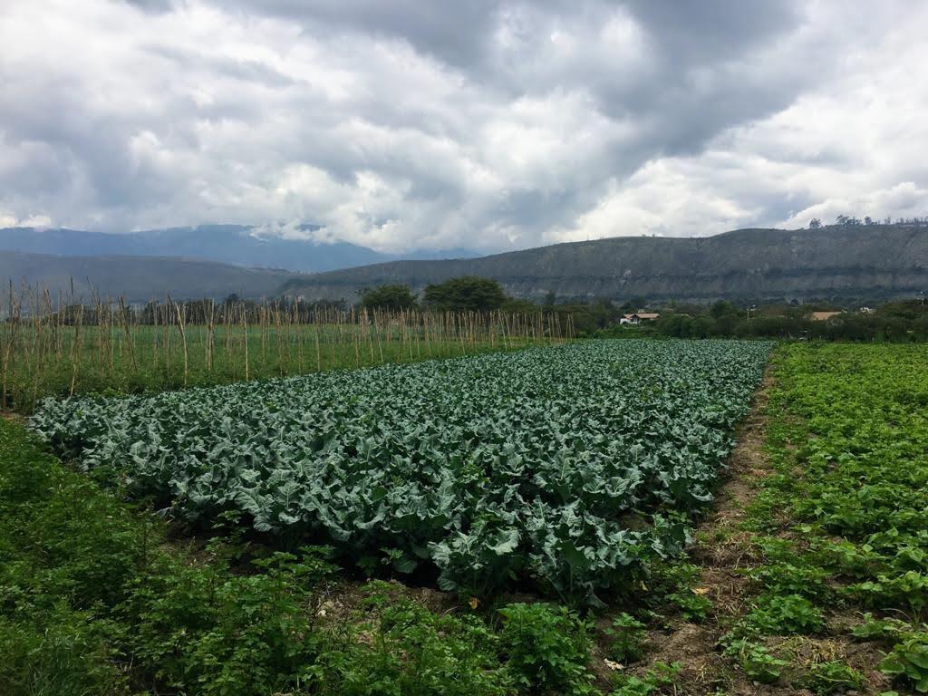 Terreno en Imbaya, Imbabura — imagen 4