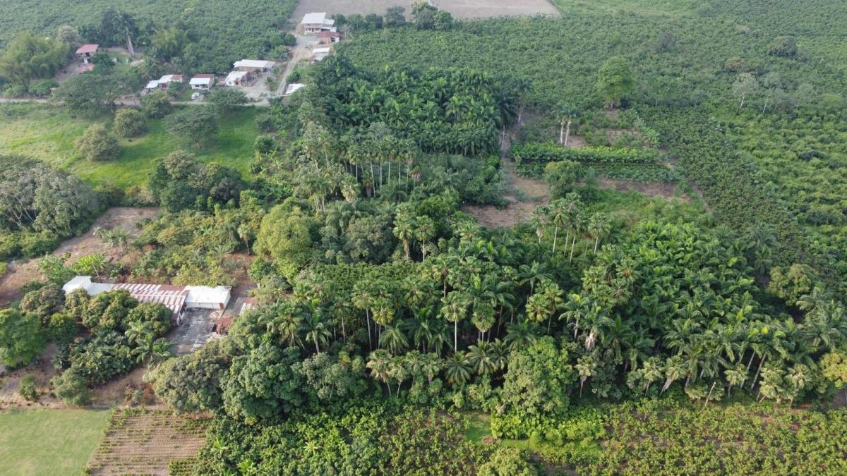 Terreno en Venta en Milagro Elimo, Guayas — imagen 7