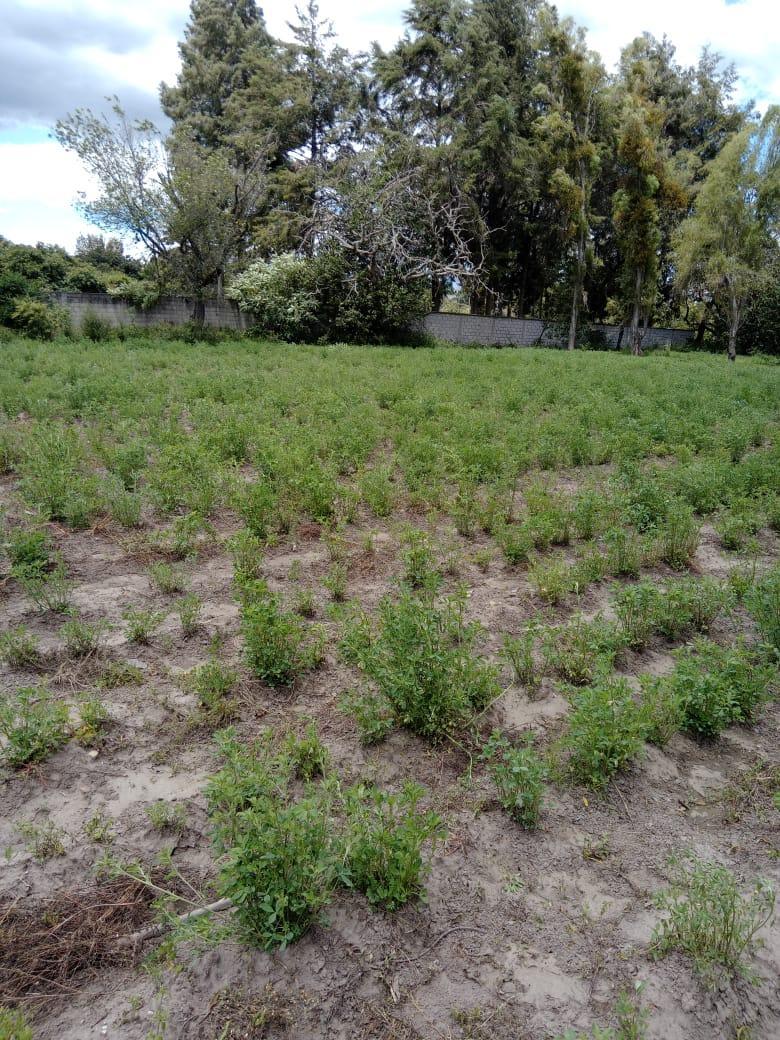 Vendo 13.600 Terreno Plano Sector Sta. Rosa (Ac) — imagen 4