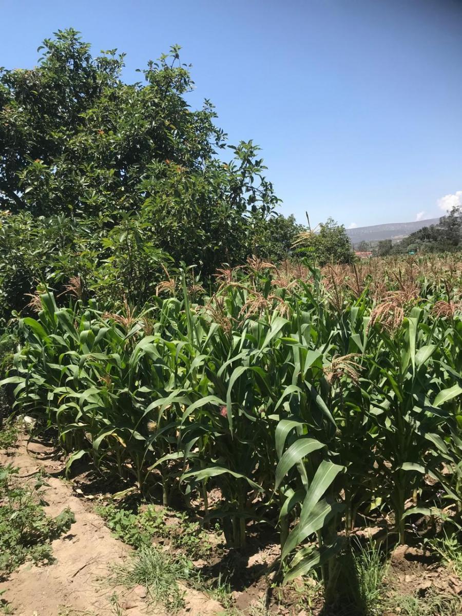 Vendo Terreno Plano - Sector Guayllabamba — imagen 9