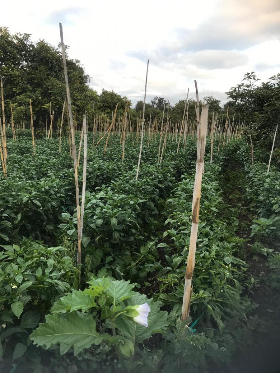 Vendo Terreno Plano - Sector Guayllabamba — imagen 7