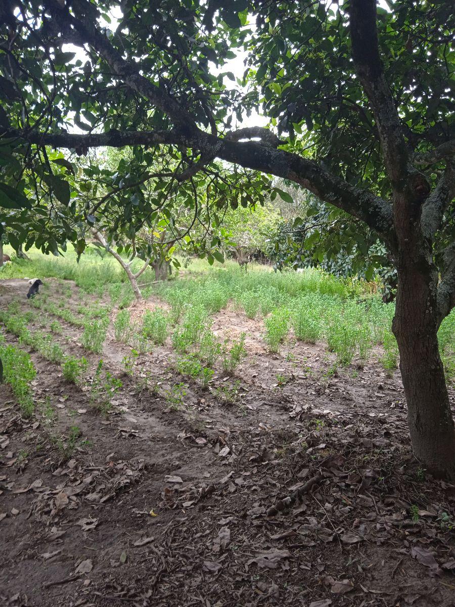 Terreno Plano a Precio de Oportunidad. Provincia de Pichincha — imagen 9