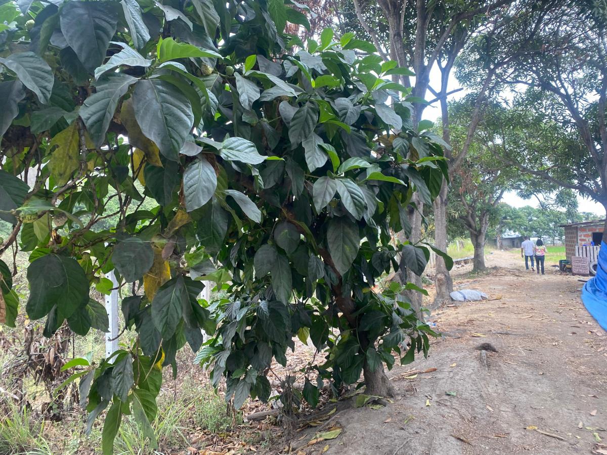 Vendo Hermosa Finca por Km. 17 Via a Naranjal, Guayas — imagen 5