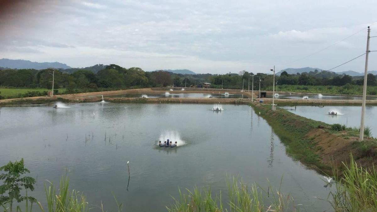 Oportunidad, Camaronera Funcionando de Venta Zona Rural de Chone, Manabí — imagen 10