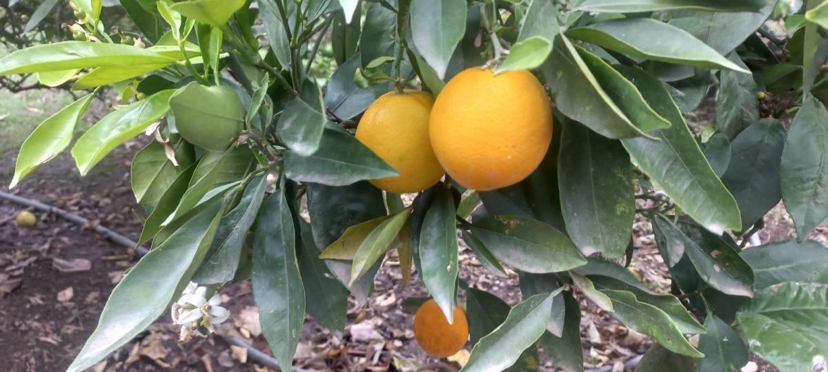 Jal. Terreno Frutal en Guayllabamba, 1.000 m² en Chaquibamba — imagen 10