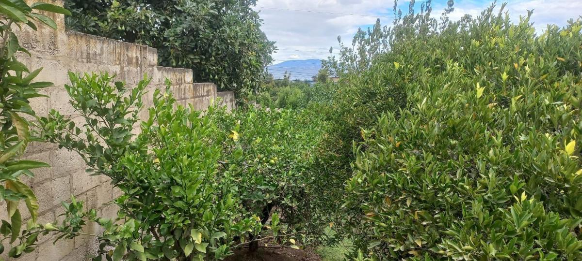 Jal. Terreno Frutal en Guayllabamba, 1.000 m² en Chaquibamba — imagen 9