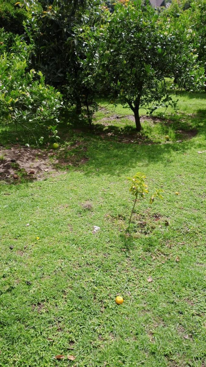 Jal. Terreno Frutal en Guayllabamba, 1.000 m² en Chaquibamba — imagen 8