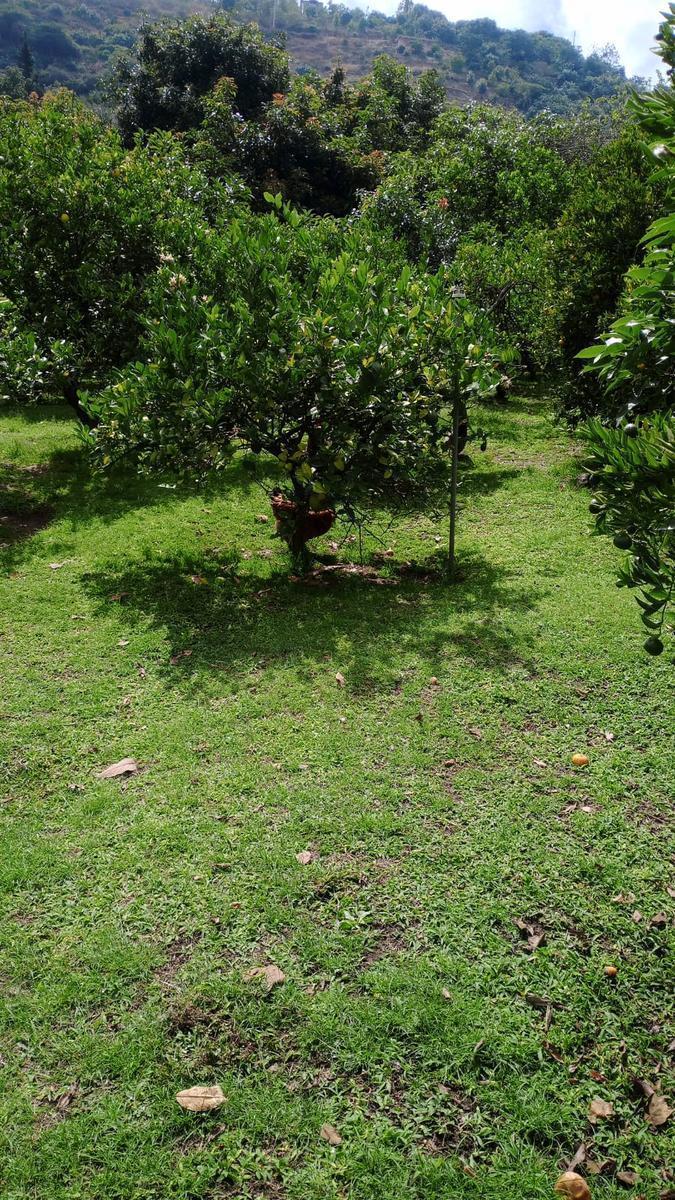 Jal. Terreno Frutal en Guayllabamba, 1.000 m² en Chaquibamba — imagen 6