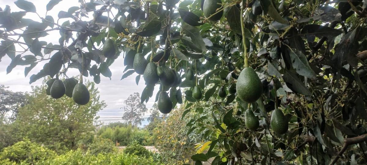 Jal. Terreno Frutal en Guayllabamba, 1.000 m² en Chaquibamba — imagen 5