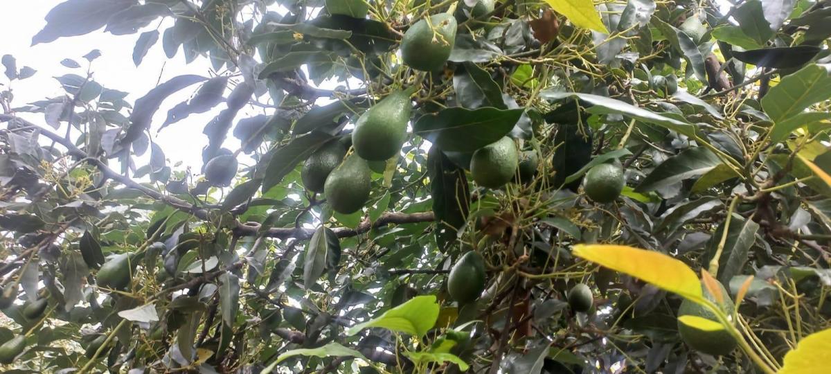 Jal. Terreno Frutal en Guayllabamba, 1.000 m² en Chaquibamba — imagen 3