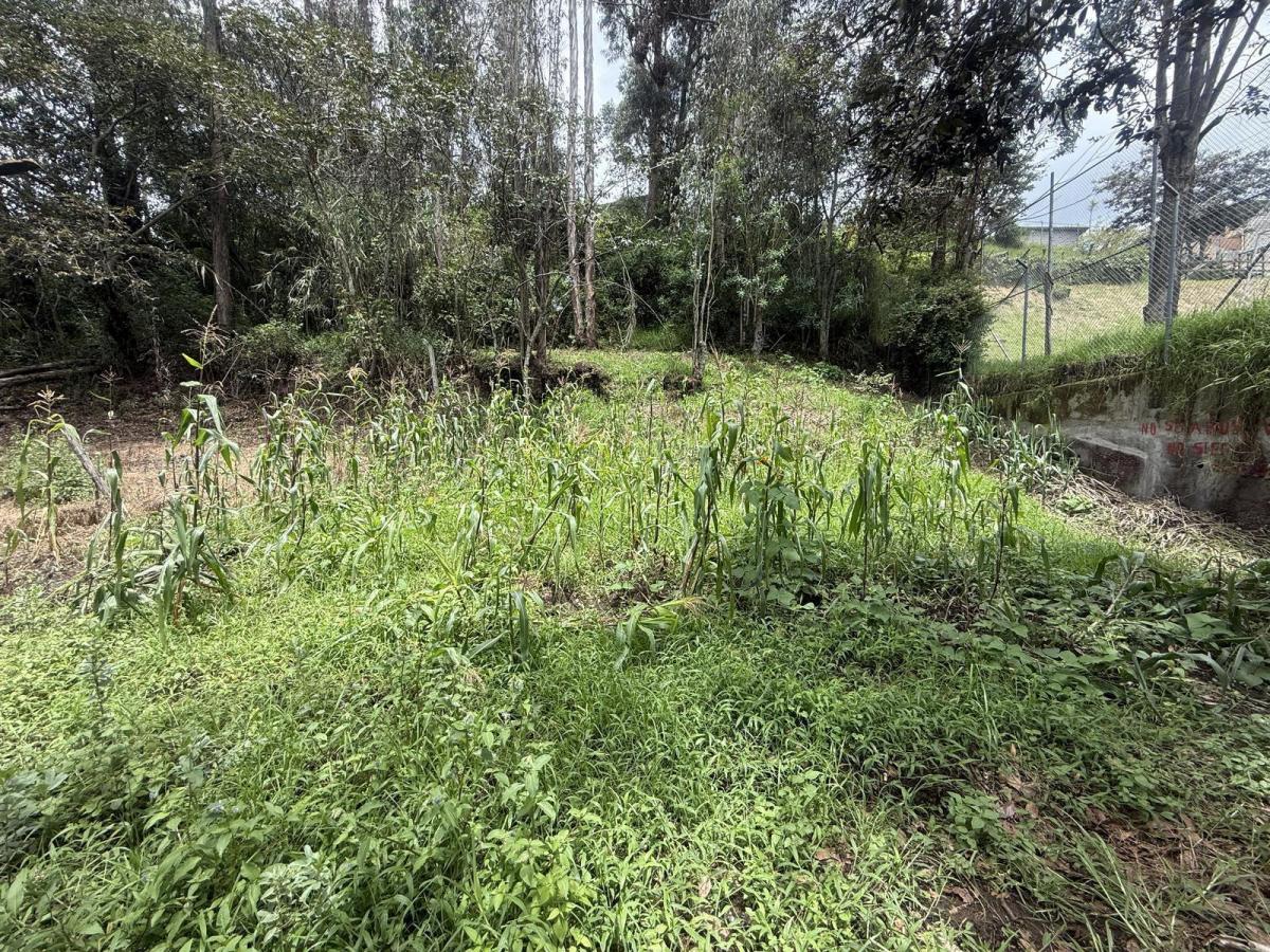 Tersse Vende Amplio Terreno de 650 m² - Estratégicamente Ubicado en La Av Ilalóreno — imagen 8