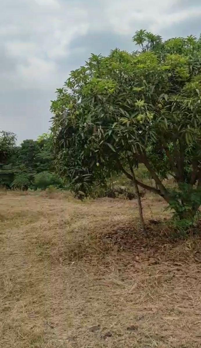 Vendo Propiedad en Pedro Carbo, Sector Sabanilla, Ideal Para Tu Finca de Descanso o Retiro, Guayas — imagen 10