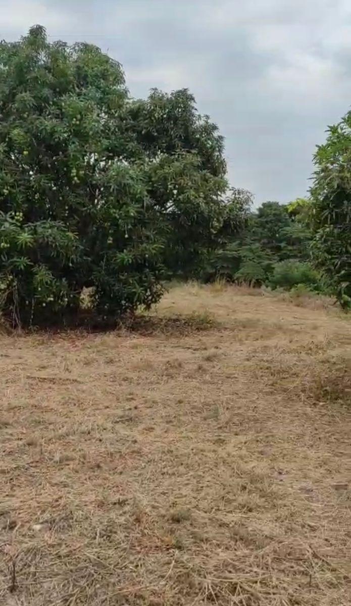 Vendo Propiedad en Pedro Carbo, Sector Sabanilla, Ideal Para Tu Finca de Descanso o Retiro, Guayas — imagen 9