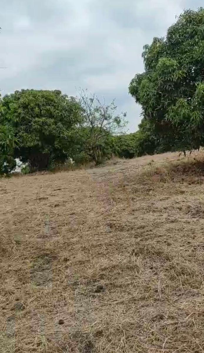 Vendo Propiedad en Pedro Carbo, Sector Sabanilla, Ideal Para Tu Finca de Descanso o Retiro, Guayas — imagen 8