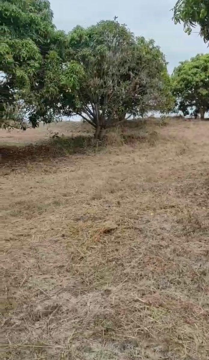 Vendo Propiedad en Pedro Carbo, Sector Sabanilla, Ideal Para Tu Finca de Descanso o Retiro, Guayas — imagen 7