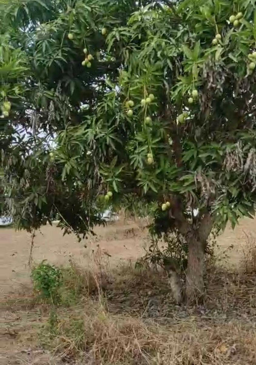 Vendo Propiedad en Pedro Carbo, Sector Sabanilla, Ideal Para Tu Finca de Descanso o Retiro, Guayas — imagen 6