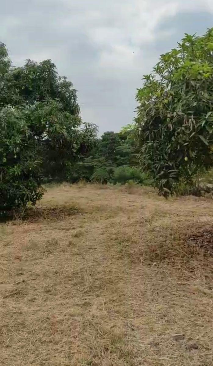 Vendo Propiedad en Pedro Carbo, Sector Sabanilla, Ideal Para Tu Finca de Descanso o Retiro, Guayas — imagen 4