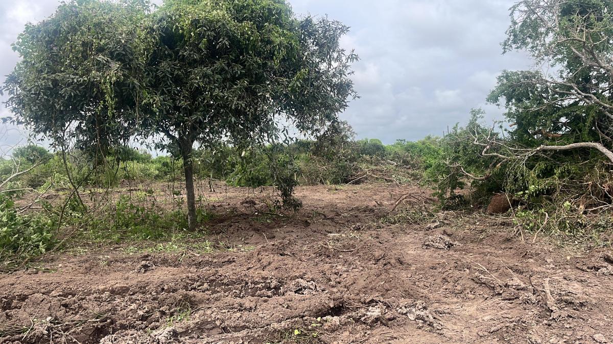 Vendo Terreno de 25.000 m² en Los Bajos del Pechiche Los Cardones, Manabí — imagen 4