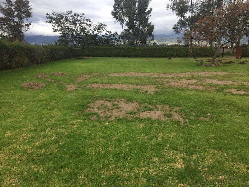 Espectacular Terreno de Venta en Puembo, Ideal Para Casas Familiares — imagen 8