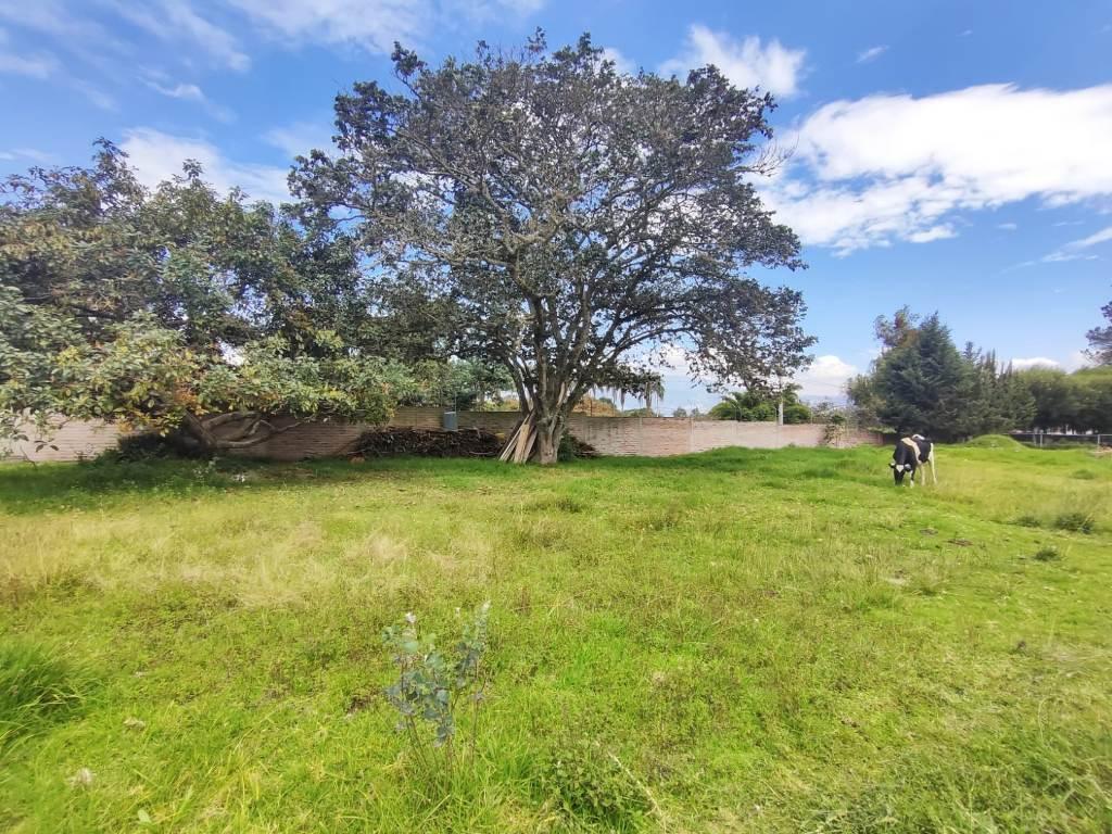 Terreno en Venta 1.750 m² en Puembo — imagen 8