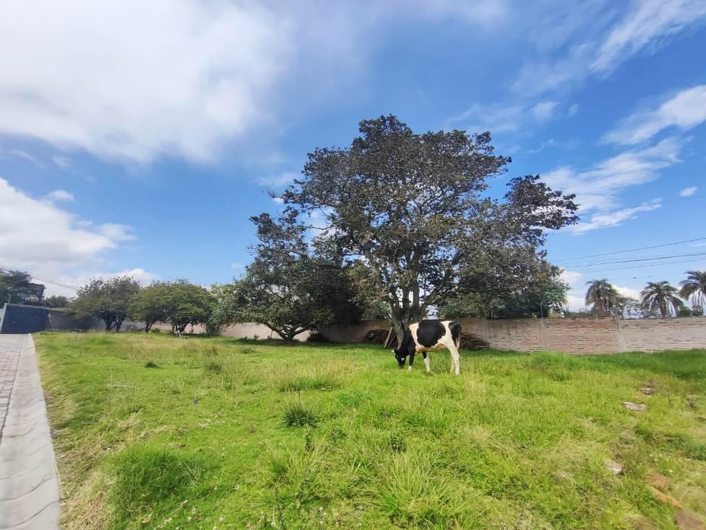 Terreno en Venta 1.750 m² en Puembo — imagen 7