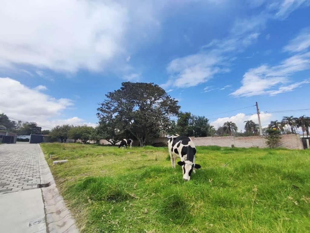Terreno en Venta 1.750 m² en Puembo — imagen 6