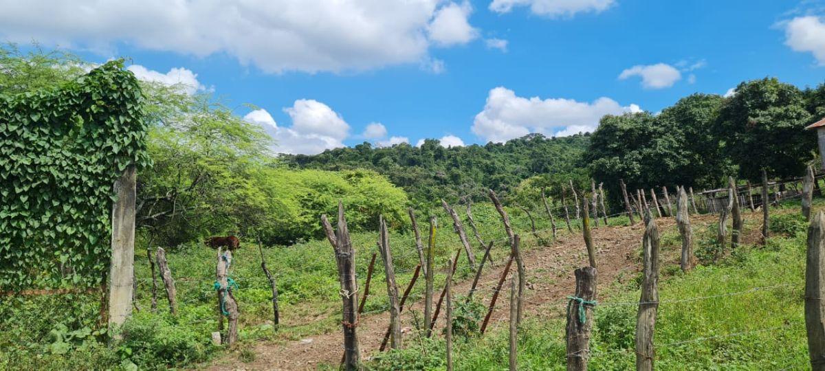 Terreno de 82720 m² en Venta en Nobol - P. Jimenez, Guayas — imagen 3