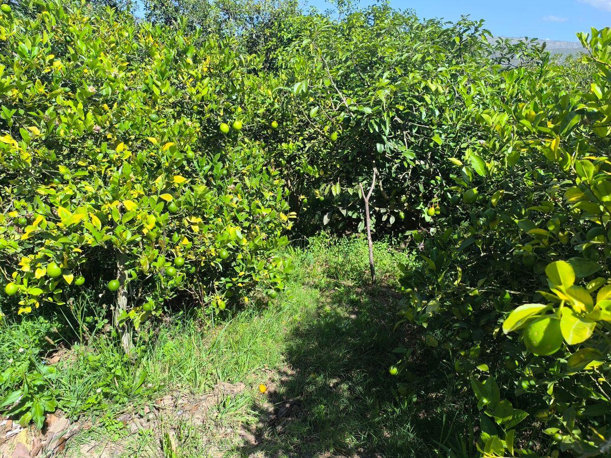 Guayllabamba, Ideal Inversión Agrícola Terreno en Producción de 1000 m² — imagen 10