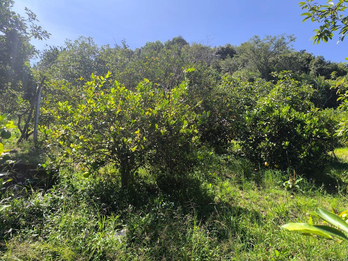 Guayllabamba, Ideal Inversión Agrícola Terreno en Producción de 1000 m² — imagen 9