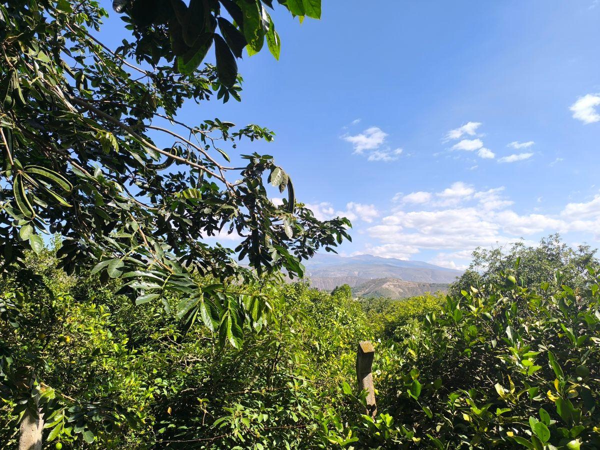 Guayllabamba, Ideal Inversión Agrícola Terreno en Producción de 1000 m² — imagen 6