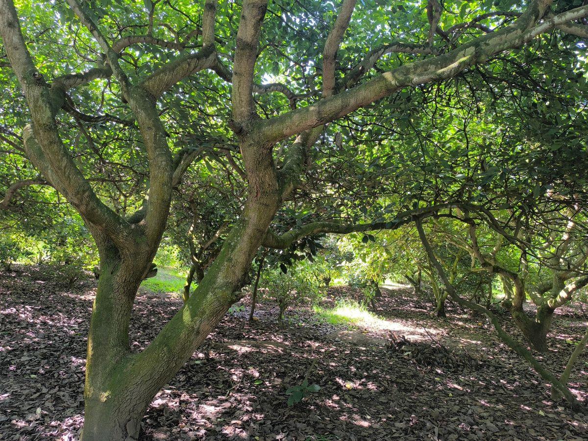 Guayllabamba, Ideal Inversión Agrícola Terreno en Producción de 1000 m² — imagen 3