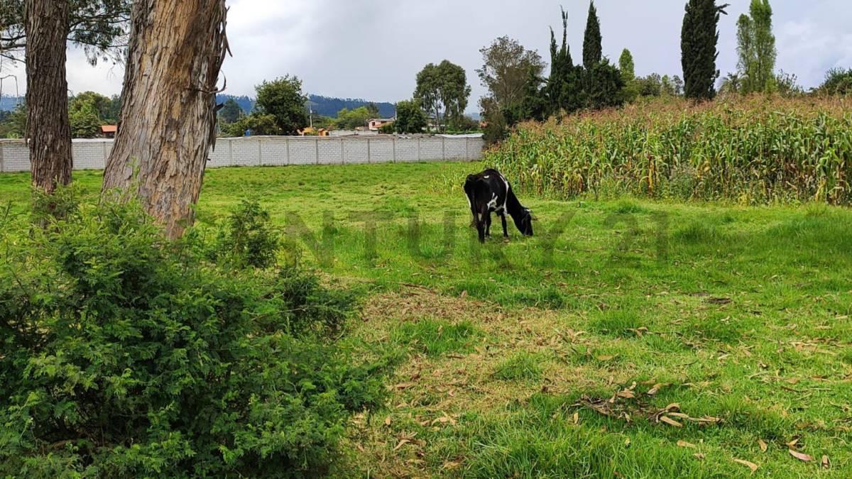 Dos Lotes de Terreno en Venta Parroquia Ascazubi - Cayambe — imagen 10