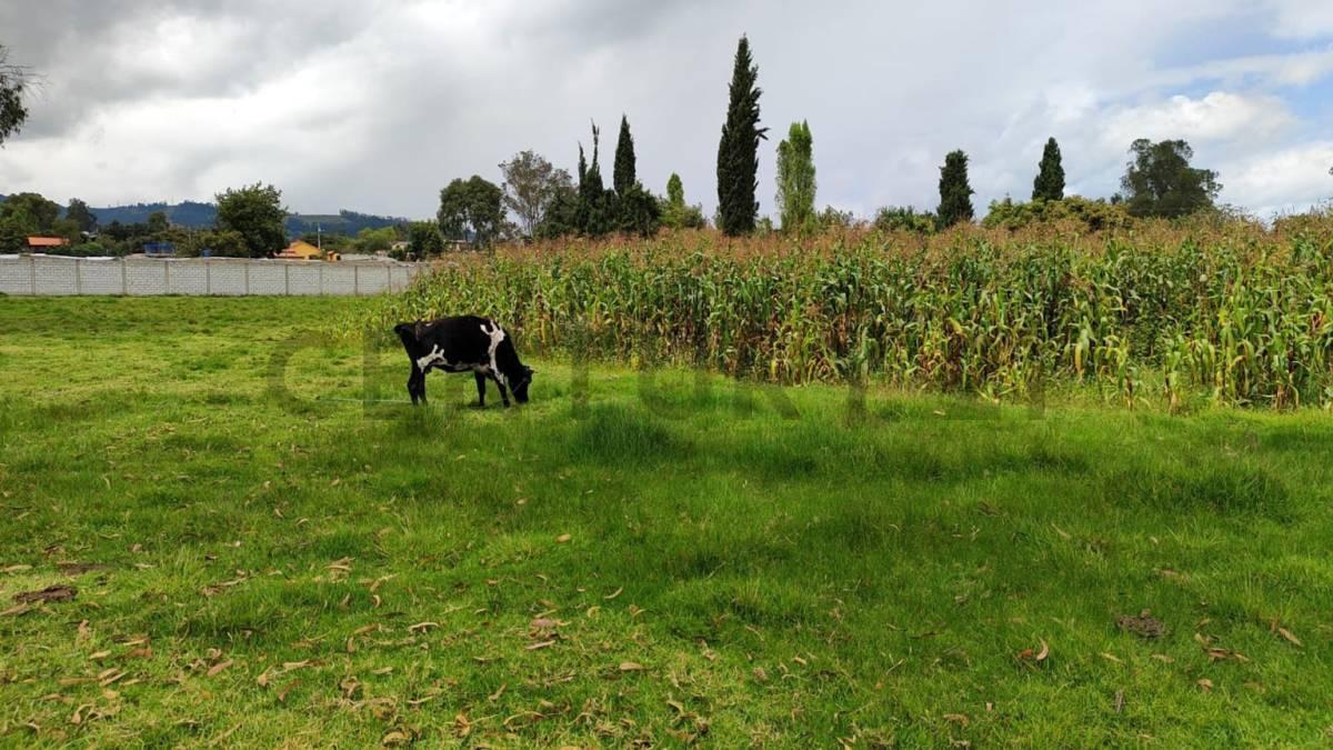 Dos Lotes de Terreno en Venta Parroquia Ascazubi - Cayambe — imagen 9