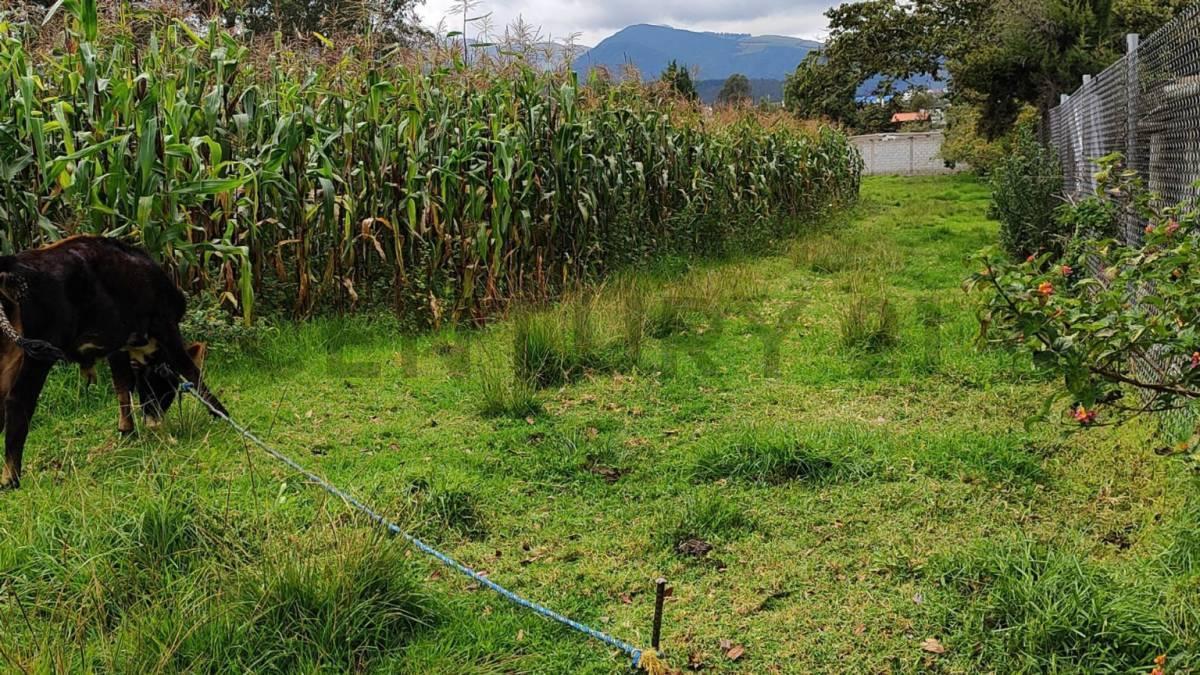 Dos Lotes de Terreno en Venta Parroquia Ascazubi - Cayambe — imagen 8
