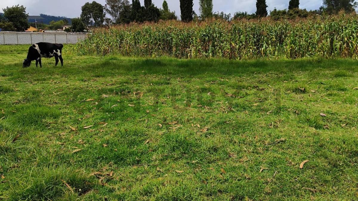 Dos Lotes de Terreno en Venta Parroquia Ascazubi - Cayambe — imagen 7