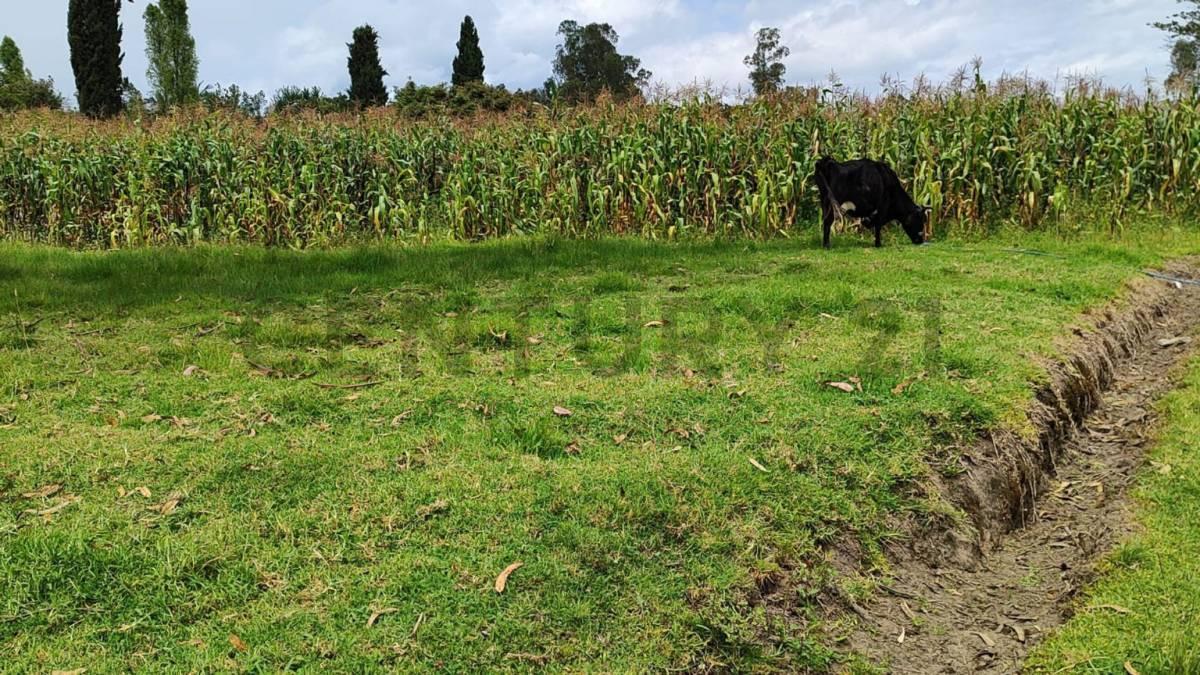 Dos Lotes de Terreno en Venta Parroquia Ascazubi - Cayambe — imagen 5