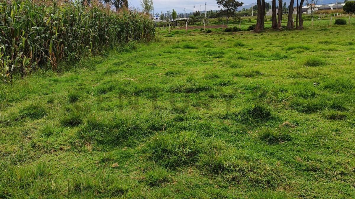 Dos Lotes de Terreno en Venta Parroquia Ascazubi - Cayambe — imagen 4