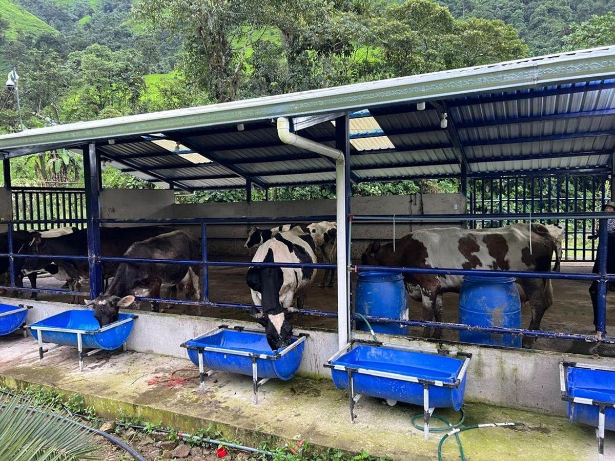 Venta de Finca en Chilla, El Oro — imagen 4