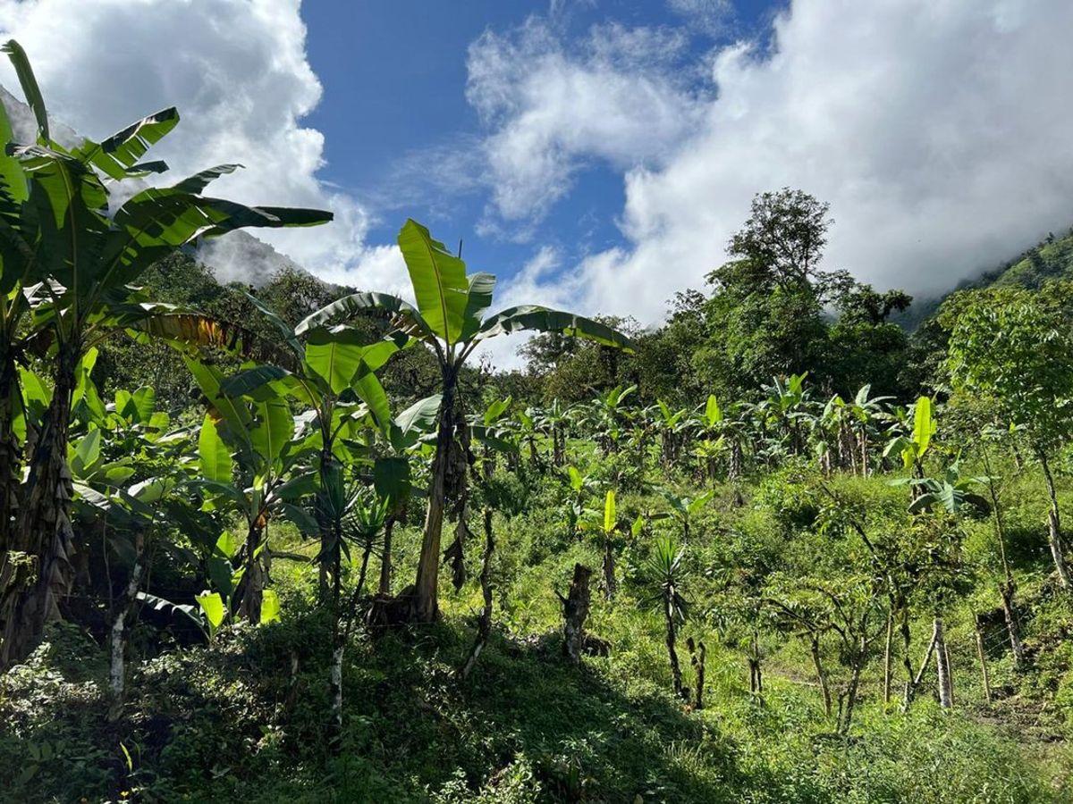 Venta de Finca en Chilla, El Oro — imagen 3