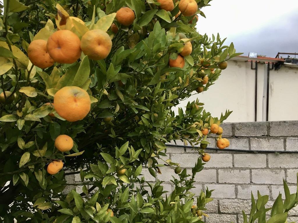 Jal. Venta de Terreno Guayllabamba 5.000 m², Abundante Agua y Árboles Frutales — imagen 8
