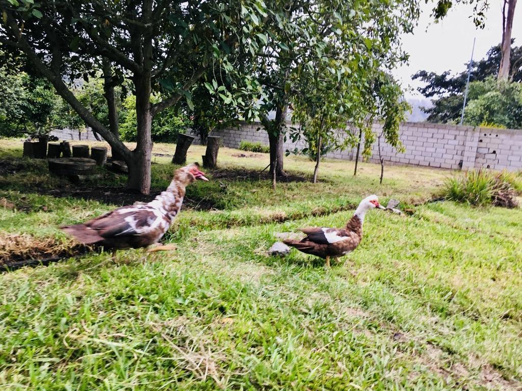 Jal. Venta de Terreno Guayllabamba 5.000 m², Abundante Agua y Árboles Frutales — imagen 5
