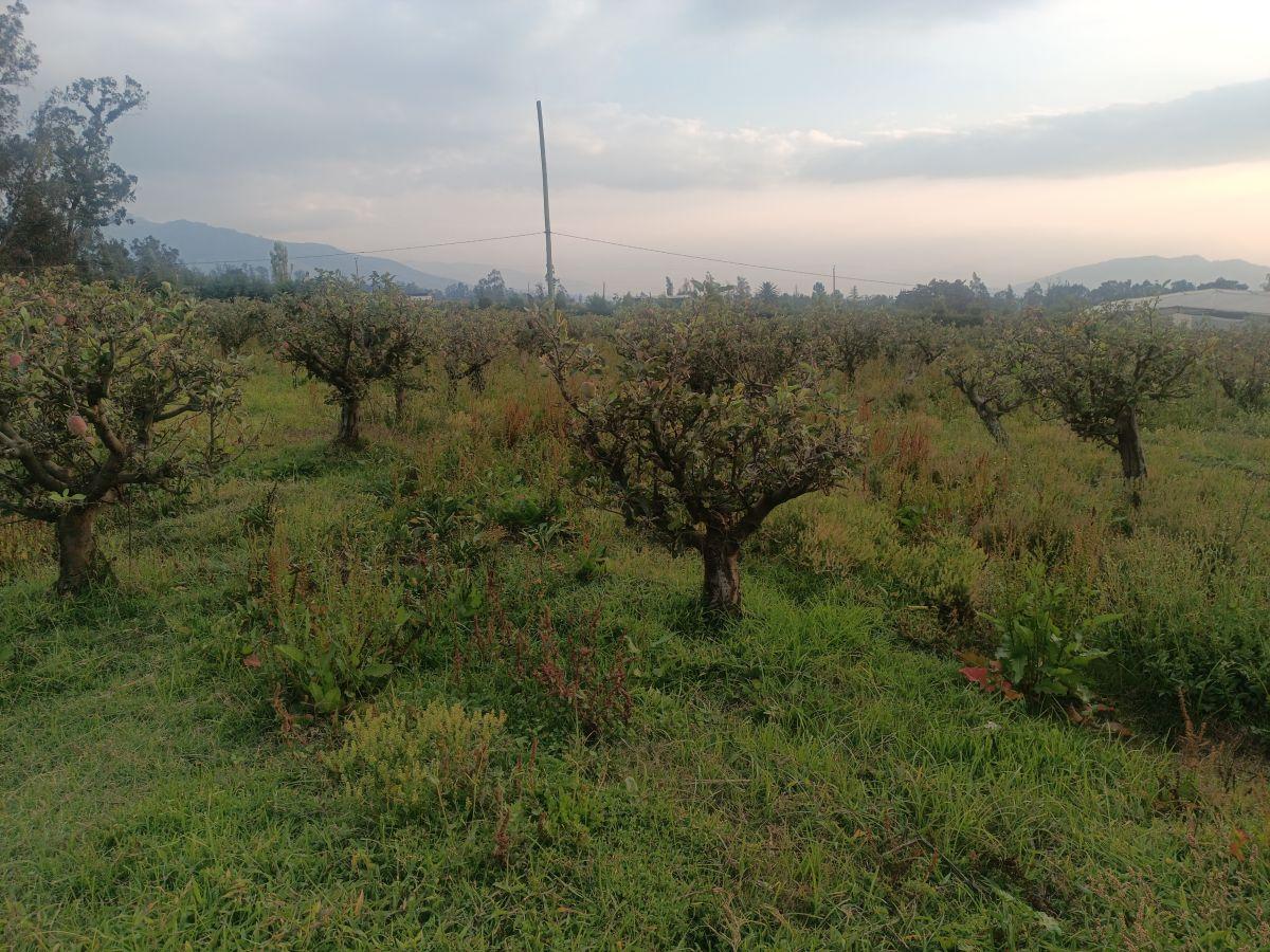 Vendo Excelente Terreno de 9700 m en Checa, con Todos Los Servicios — imagen 10