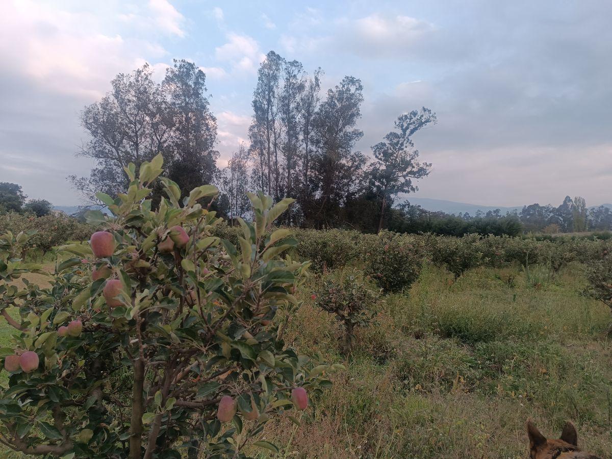 Vendo Excelente Terreno de 9700 m en Checa, con Todos Los Servicios — imagen 7