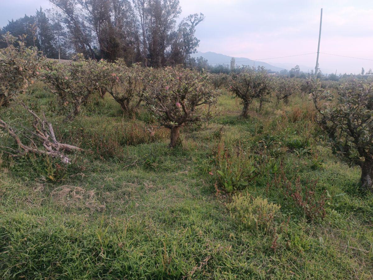 Vendo Excelente Terreno de 9700 m en Checa, con Todos Los Servicios — imagen 4