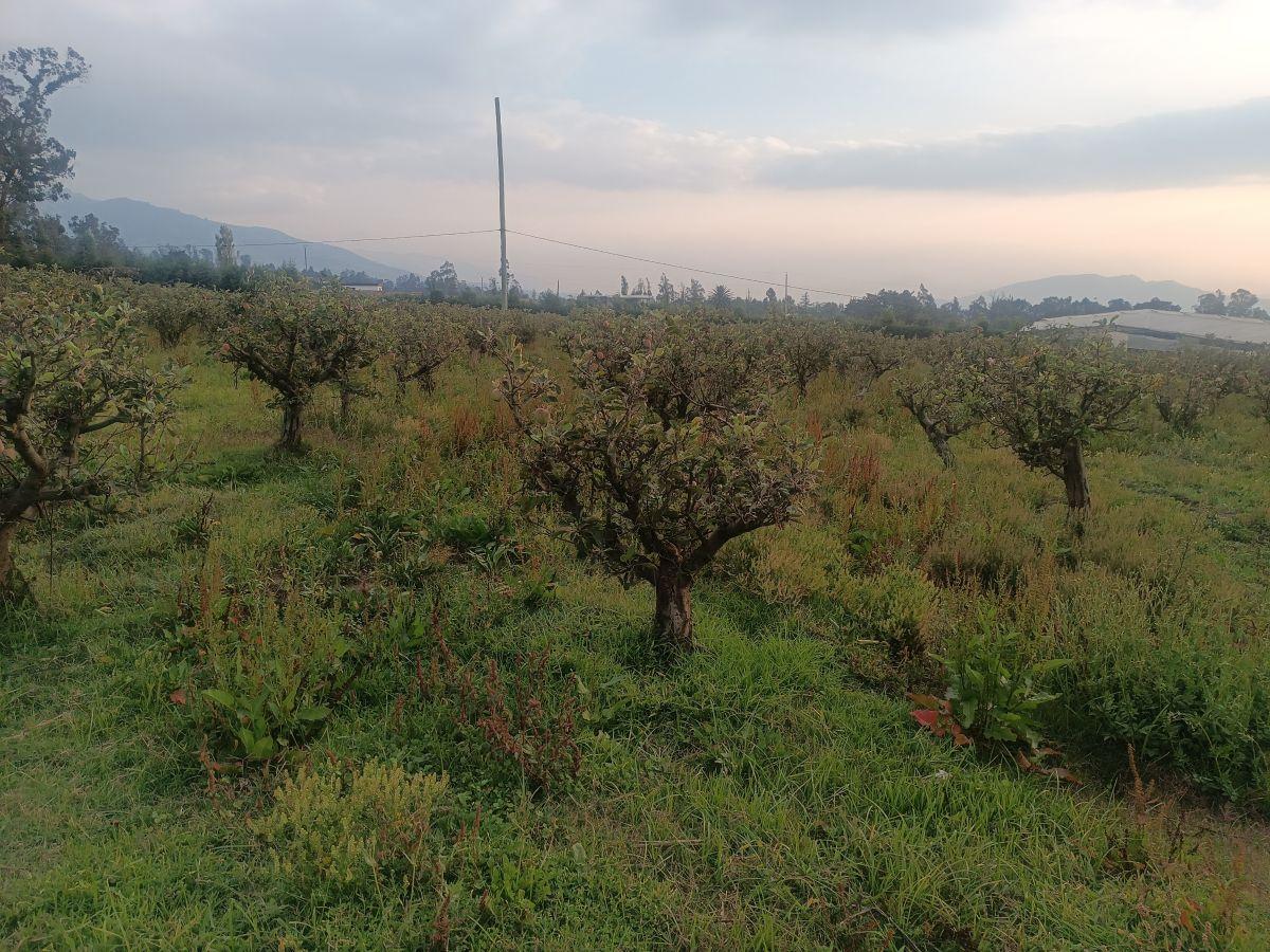 Vendo Excelente Terreno de 9700 m en Checa, con Todos Los Servicios — imagen 3