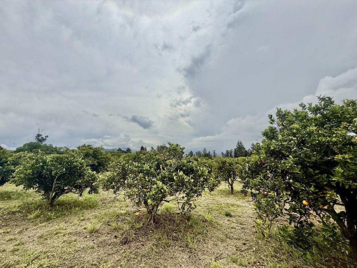 En Venta Terreno Unifamiliar Ideal Para Contruir Casas de 1 o 2 Plantas, Collaqui Tumbaco — imagen 3