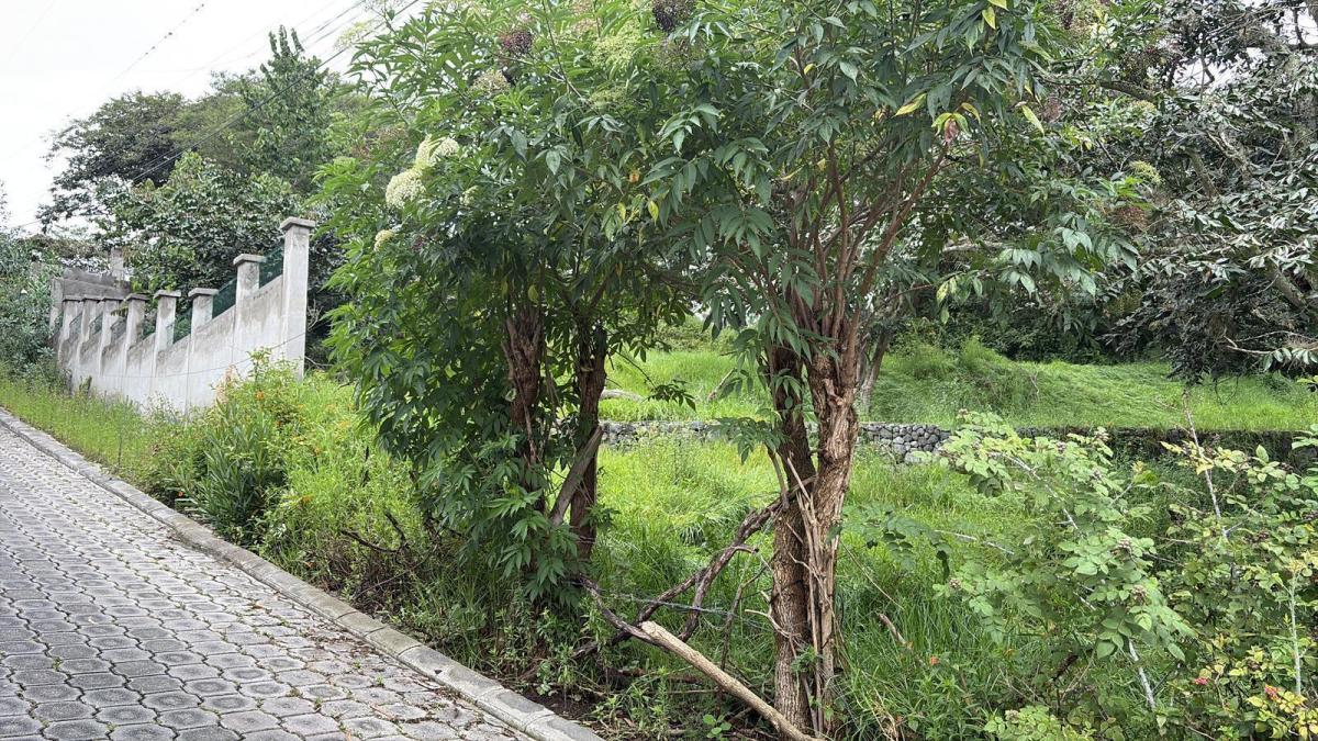 Terreno de Venta Tumbaco Conjunto Residencial Algarrobos — imagen 7