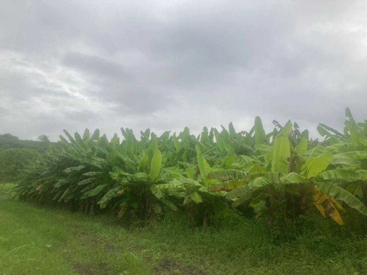 Vendo Terreno de 6.76 Ha Vía Rocafuerte - Manta, Manabí — imagen 7