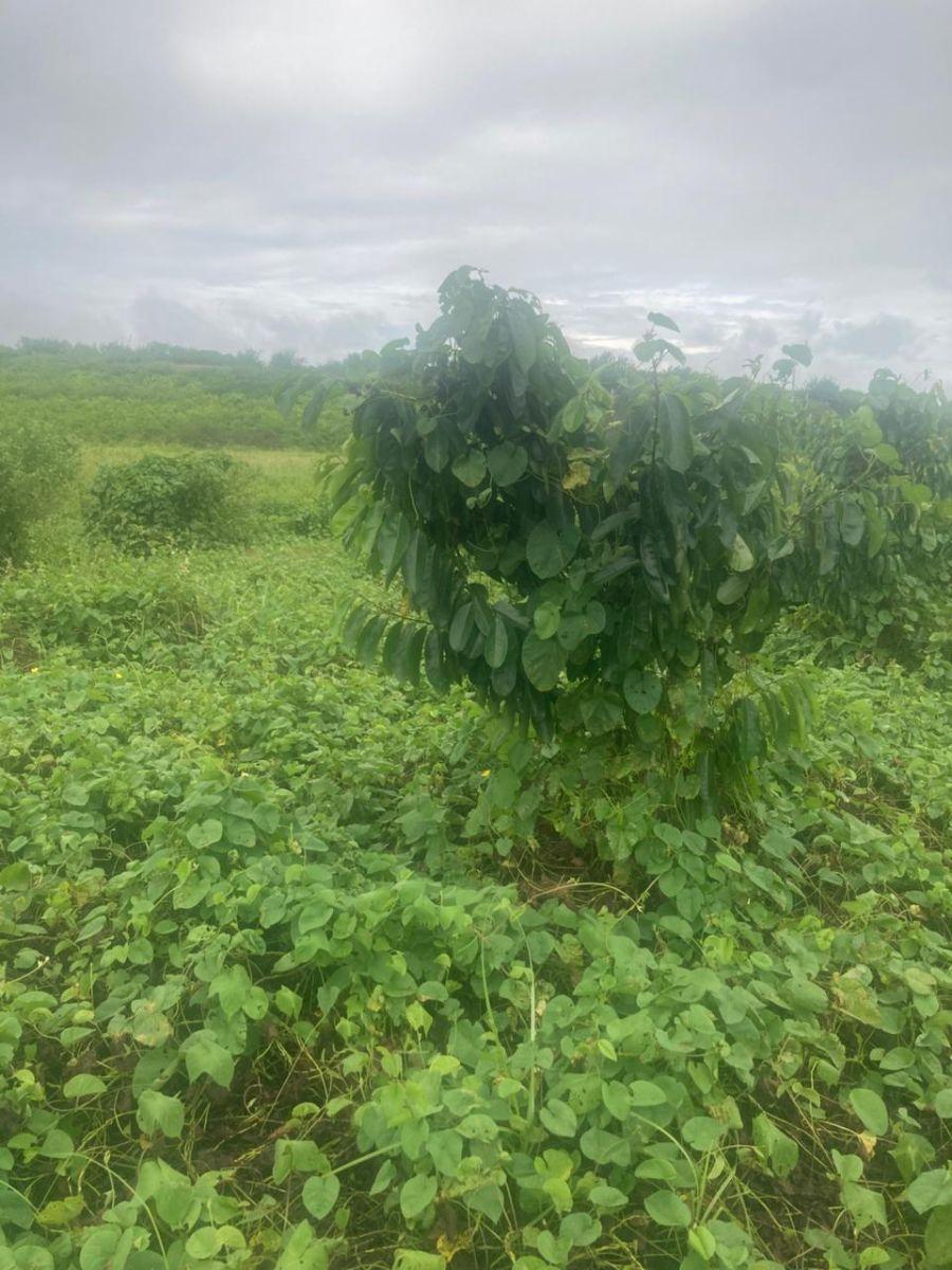 Vendo Terreno de 6.76 Ha Vía Rocafuerte - Manta, Manabí — imagen 3